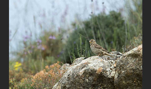 Steinsperling (Petronia petronia)