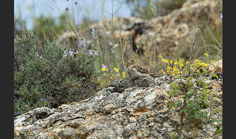 Steinsperling (Petronia petronia)