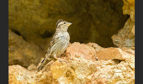 Steinsperling (Petronia petronia)