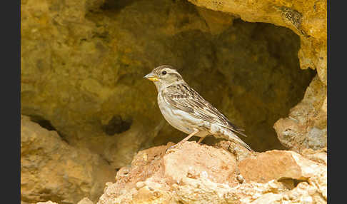 Steinsperling (Petronia petronia)