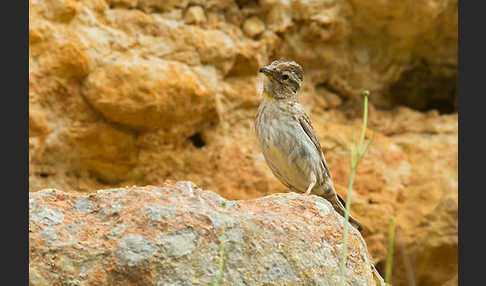 Steinsperling (Petronia petronia)