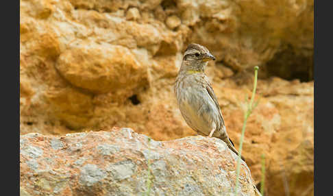 Steinsperling (Petronia petronia)