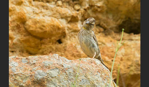 Steinsperling (Petronia petronia)