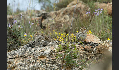 Steinsperling (Petronia petronia)