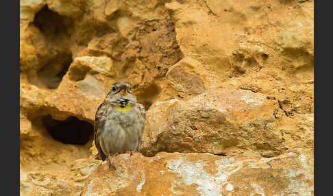 Steinsperling (Petronia petronia)