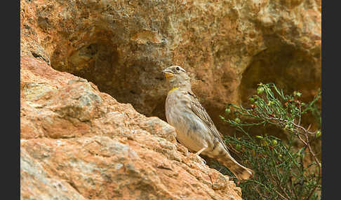 Steinsperling (Petronia petronia)