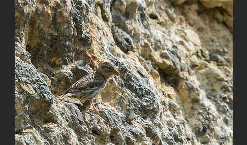 Steinsperling (Petronia petronia)