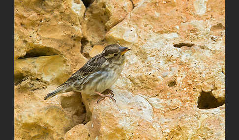 Steinsperling (Petronia petronia)