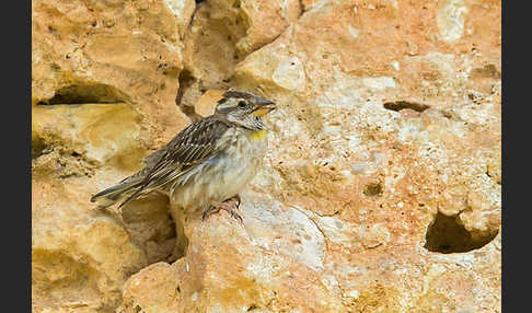 Steinsperling (Petronia petronia)