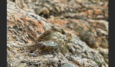 Steinsperling (Petronia petronia)