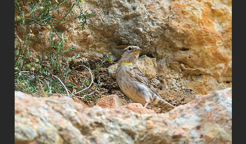 Steinsperling (Petronia petronia)