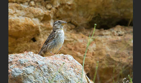 Steinsperling (Petronia petronia)