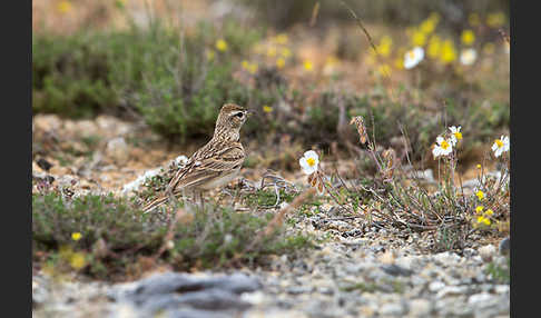 Kurzzehenlerche (Calandrella brachydactyla)