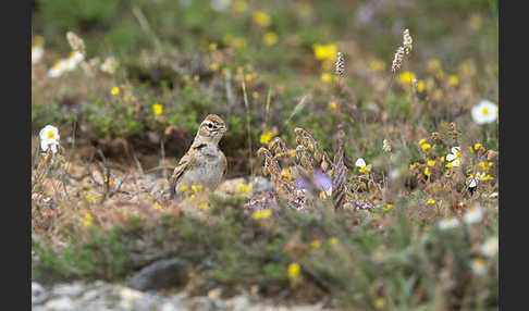 Kurzzehenlerche (Calandrella brachydactyla)