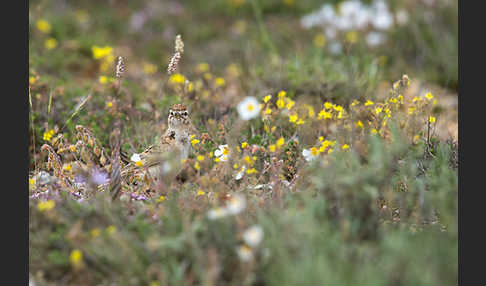 Kurzzehenlerche (Calandrella brachydactyla)