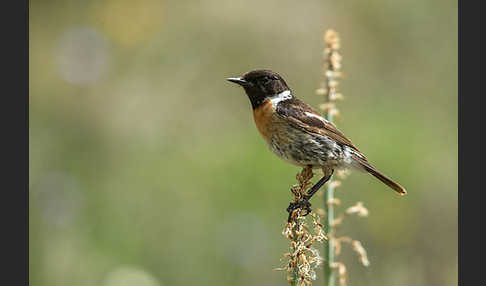 Schwarzkehlchen (Saxicola torquata)