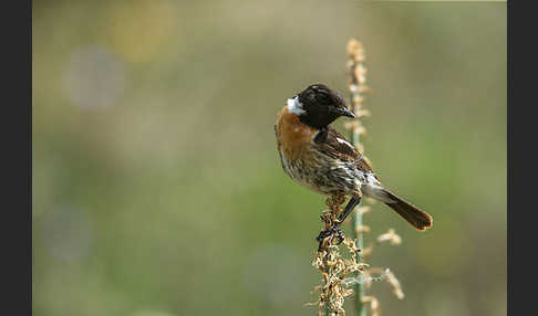 Schwarzkehlchen (Saxicola torquata)