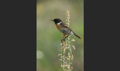 Schwarzkehlchen (Saxicola torquata)