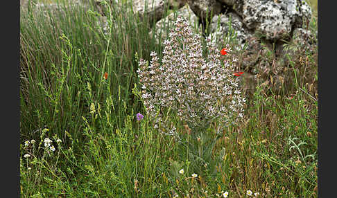 Ungarn-Salbei (Salvia aethiopis)