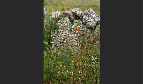 Ungarn-Salbei (Salvia aethiopis)