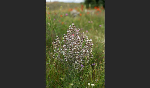 Ungarn-Salbei (Salvia aethiopis)