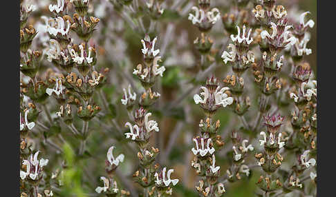 Ungarn-Salbei (Salvia aethiopis)