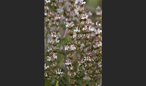 Ungarn-Salbei (Salvia aethiopis)