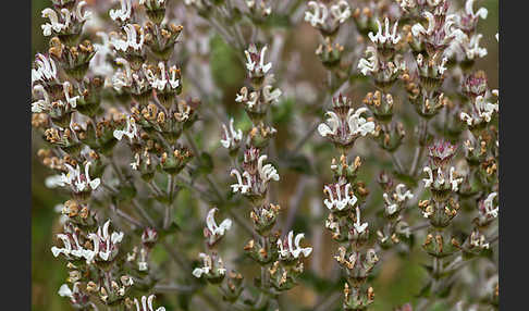 Ungarn-Salbei (Salvia aethiopis)