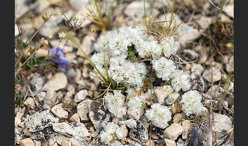 Silber-Mauermiere (Paronychia argentea)