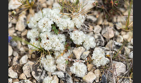 Silber-Mauermiere (Paronychia argentea)