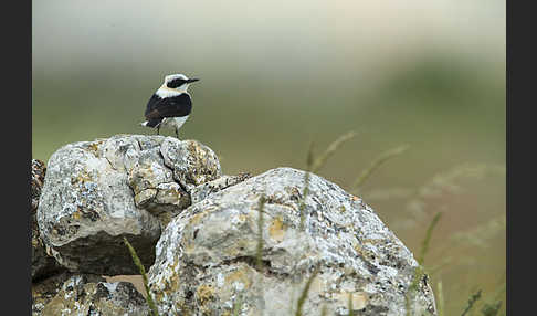 Mittelmeer-Steinschmätzer (Oenanthe hispanica)