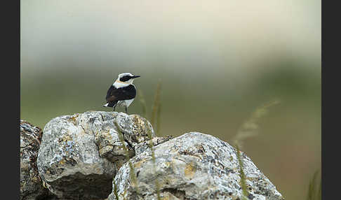 Mittelmeer-Steinschmätzer (Oenanthe hispanica)