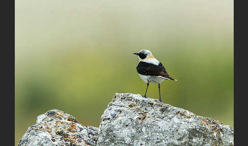 Mittelmeer-Steinschmätzer (Oenanthe hispanica)