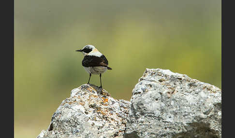 Mittelmeer-Steinschmätzer (Oenanthe hispanica)