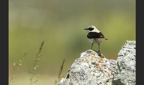 Mittelmeer-Steinschmätzer (Oenanthe hispanica)