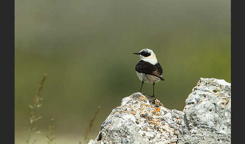 Mittelmeer-Steinschmätzer (Oenanthe hispanica)