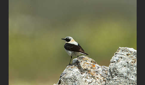 Mittelmeer-Steinschmätzer (Oenanthe hispanica)