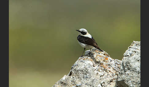 Mittelmeer-Steinschmätzer (Oenanthe hispanica)