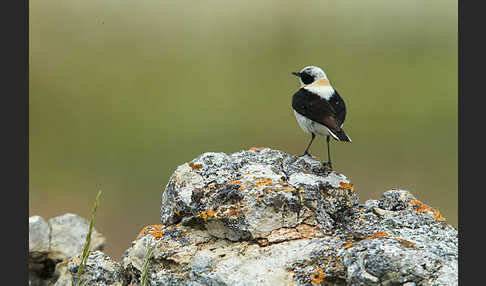 Mittelmeer-Steinschmätzer (Oenanthe hispanica)