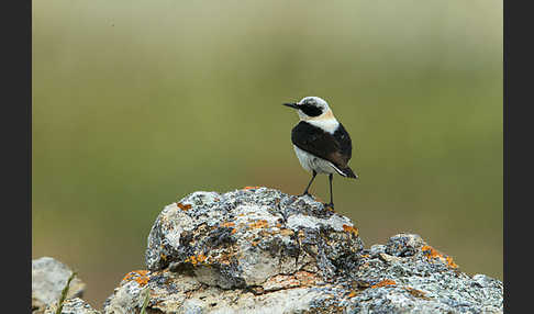 Mittelmeer-Steinschmätzer (Oenanthe hispanica)