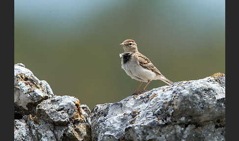 Kurzzehenlerche (Calandrella brachydactyla)