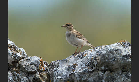 Kurzzehenlerche (Calandrella brachydactyla)