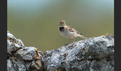 Kurzzehenlerche (Calandrella brachydactyla)