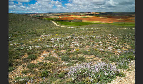 Spanien (Spain)