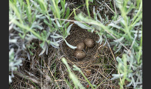 Brachpieper (Anthus campestris)