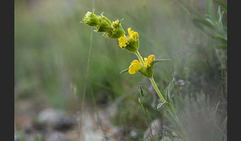 Filziges Brandkraut (Phlomis lychnitis)