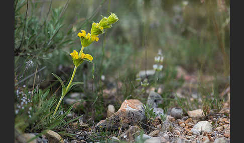 Filziges Brandkraut (Phlomis lychnitis)