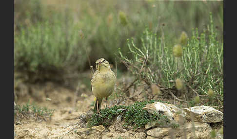 Brachpieper (Anthus campestris)