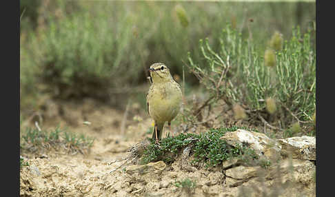 Brachpieper (Anthus campestris)