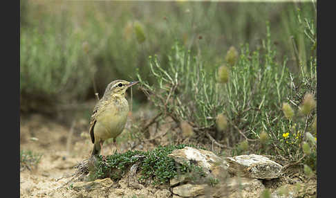 Brachpieper (Anthus campestris)